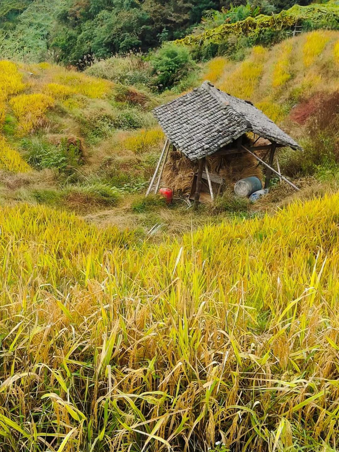 Helen'S Cozy Inn Longsheng Esterno foto